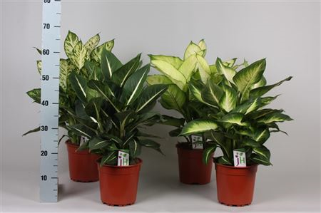 Dieffenbachia Gemengd