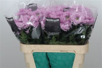 Chr G Etrusko Pink X10