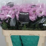 Chr G Etrusko Pink X10 - 5976845