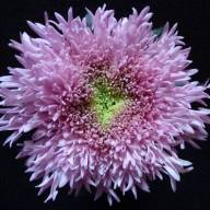 Chr G Etrusko Pink X10 - Chr G Etrusko