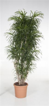Dracaena Reflexa Vertakt