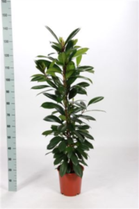 Ficus Cyathistipula (grower)