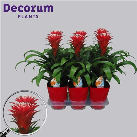 Guzmania Hope Rood-wit Luxe Keramiek (decorum)