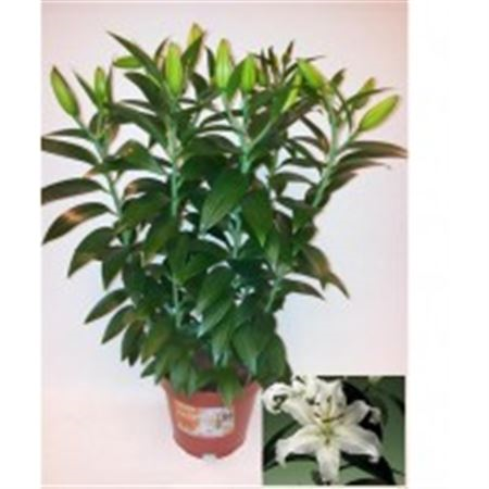 Lilium Or White (clock)