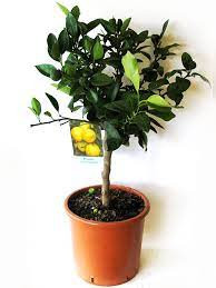 Citrus Limon 22/85