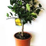 Citrus Limon 22/85 - Citrus Limon 21