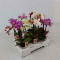 Phal 1-2-tak A2 Mini Opti