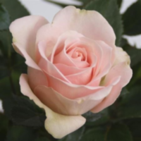 Rosa Bm Pink (grower)