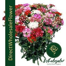 Dianthus MIX Holland