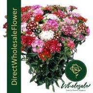 Dianthus MIX Holland - Dianthus MIX Holland