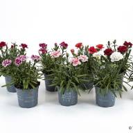Dianthus MIX Holland - Dianthus MIX Holland
