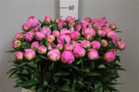 Paeonia Fleming X10