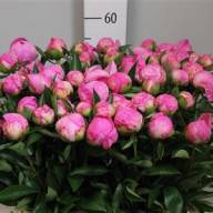 Paeonia Fleming X10 - K511124_3446_60_H_1