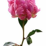 Paeonia Fleming X10 - 4afe08c949f74f7acf6207ff125498ff--peonies-doctors