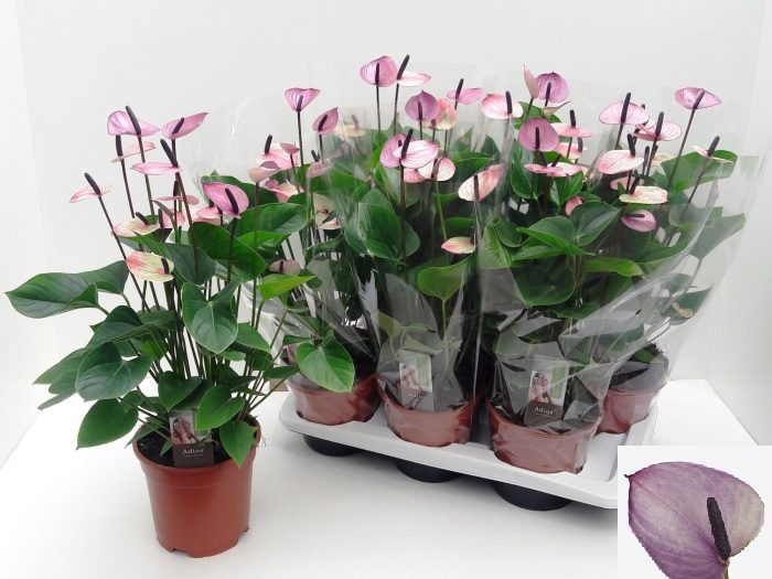 Anth Attract Love 21/100