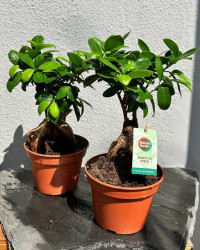 Ficus Microcarpa  Ginseng 35/110