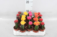 Cactus Gymnocalycium Gem 6/22