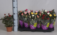 Rosa Parade MIX 510/32