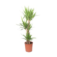 Yucca Puck 3pp 30/135 - Yucca Puck 3pp