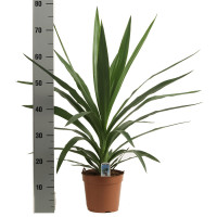 Yucca Puck 3pp 30/135