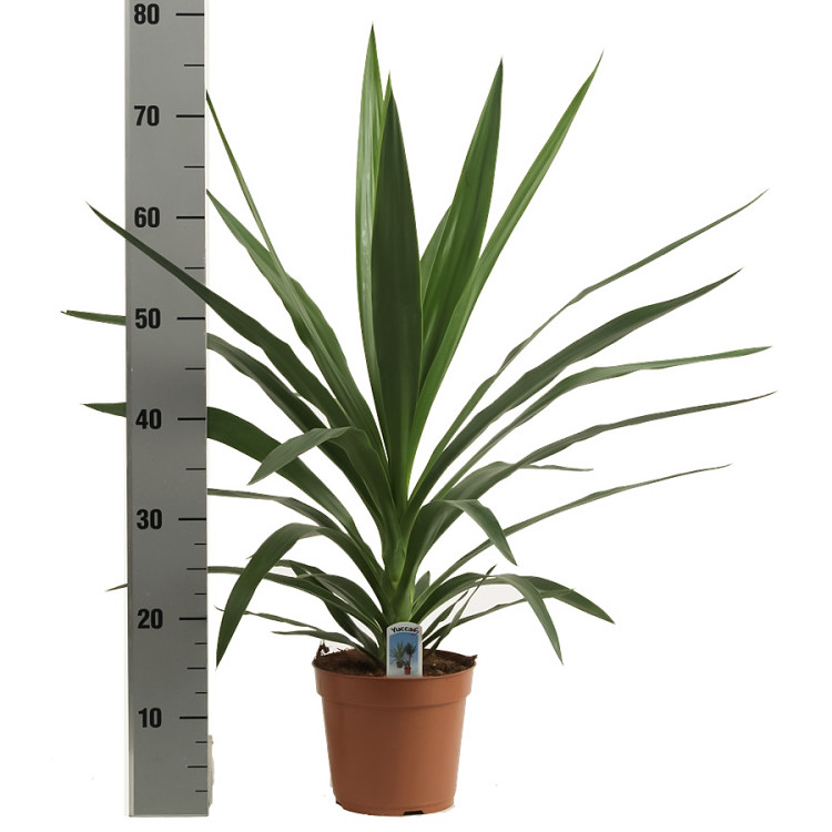 Yucca Puck 3pp 30/135