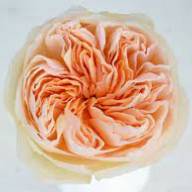 Rose Austin Juliet 40 sm - Без названия (22)