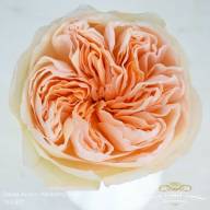 Rose Austin Juliet 40 sm - fpic_6a047f4d3cb95116e16361eb3fe1a6f7
