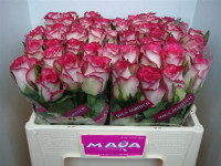 Rose Double Date 70 sm