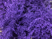 Solidago Purple 80 sm