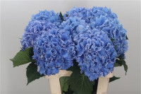 Hydr Z Spike Blauw 60 cm X5