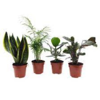 Kamerplant Mix 12/20