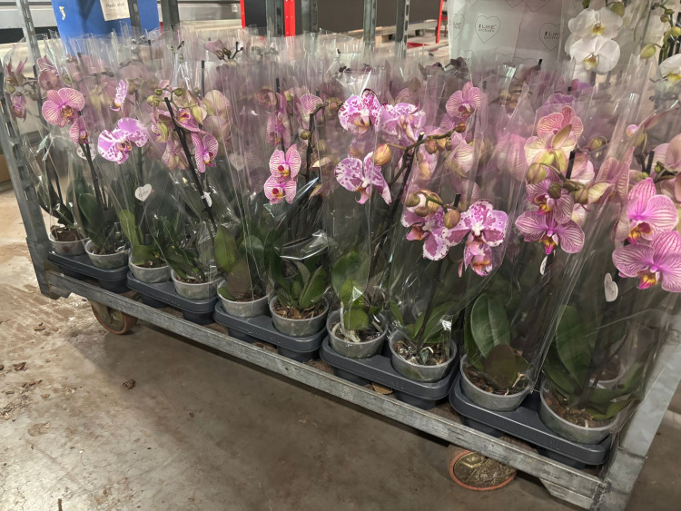 Phal 3-tak Roze Mix Levo 12/65