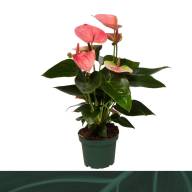 Anthurium Sweet Dream 14/60 - 7576b7d3-7736-4773-8dac-0172522bd708