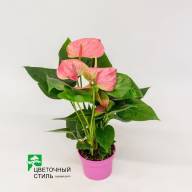 Anthurium Sweet Dream 14/60 - Anthurium Sweet Dream 14