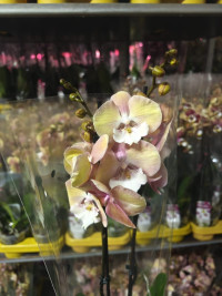 Phal 2-tak Tina 12/50