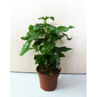 Coffea Arabica 7/15