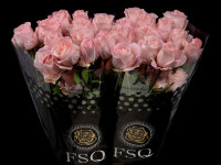 Mayras Bridal pink 40 sm Ecuador