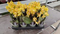 Phal 2-tak Gaia Multi  9/35