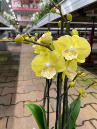 Phal 3-tak Piko P1654 12/60