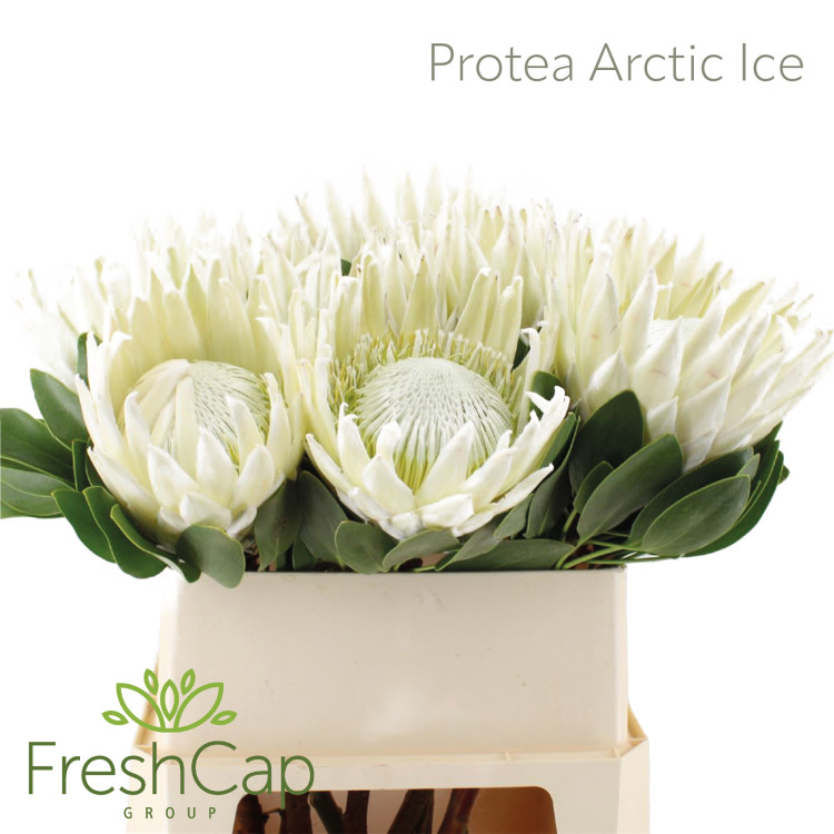 Protea Magic Niobe X5