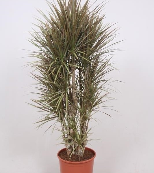Dracaena Marginata Bicolor 12/45