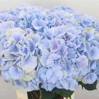 Hydr S Verena Blue 50 cm X5