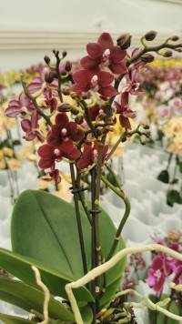 Phal 3-tak Ov SORT 12/70