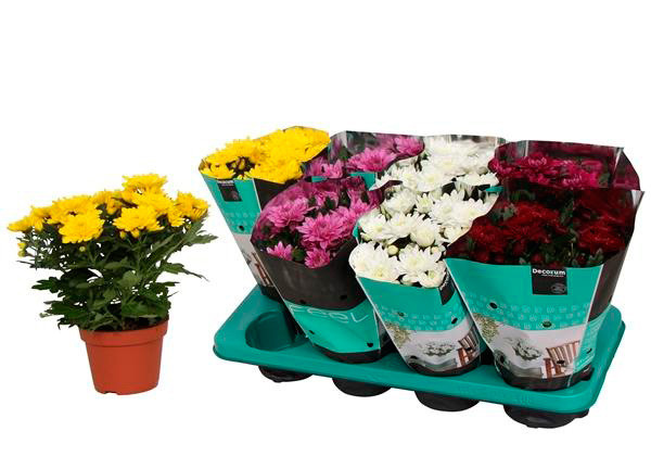 Chrysanth Grandezza Decorum13/25