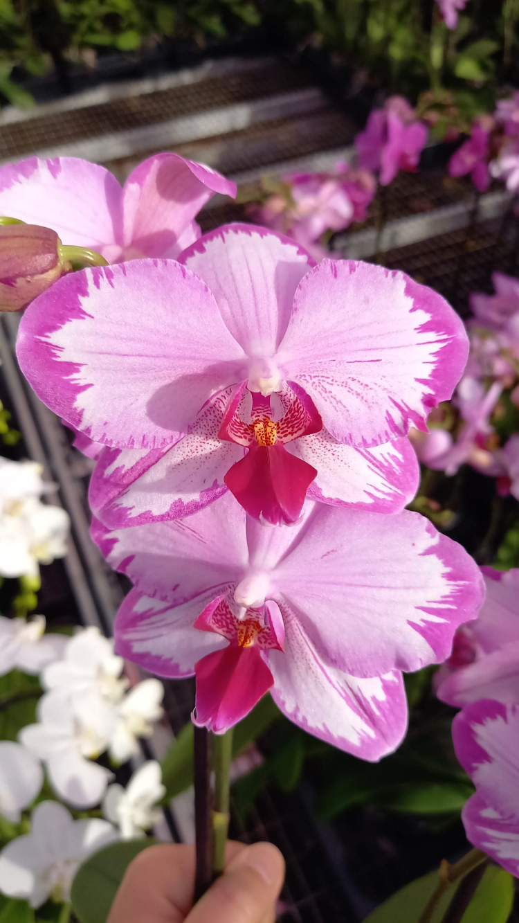 Phal 1-2 Toshi Budget 12/60
