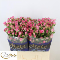 Spray Nathalie 60 sm