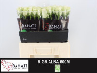 Rose Alba 60 sm