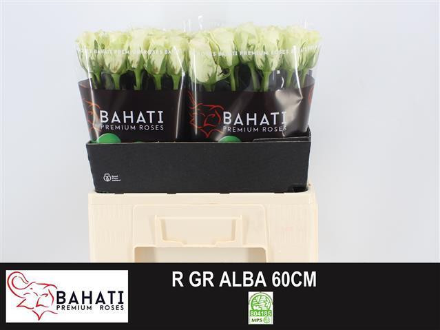 Rose Alba 60 sm
