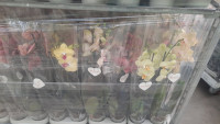 Phal 3-tak Yellow Orange Mix 12/70