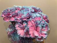 Dianthus St Bubblegum Holland